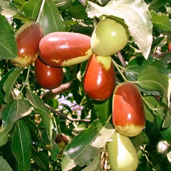 'Li' Ziziphus jujuba (kínai datolya)
